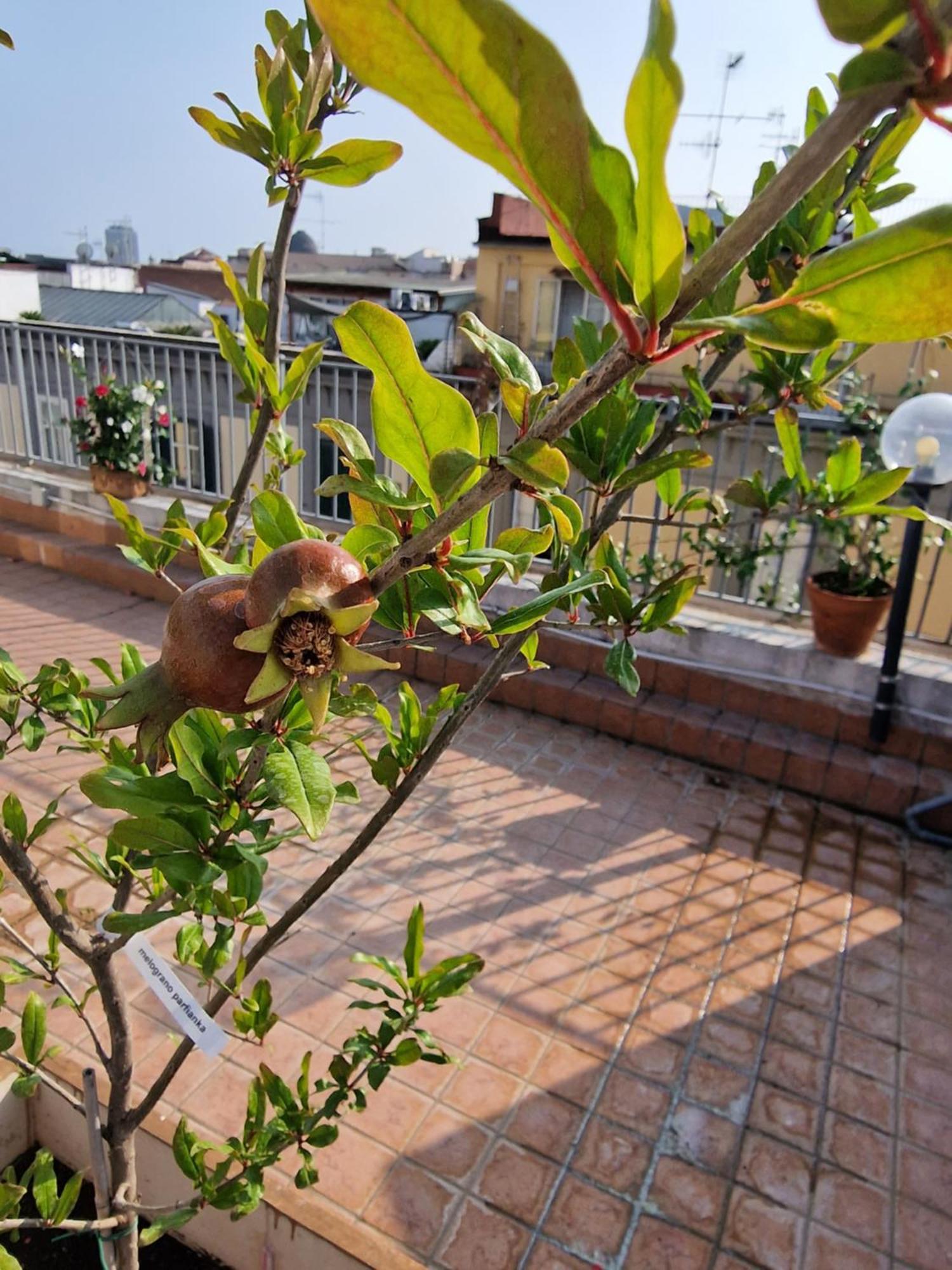 La Terrazza Delle Fate Hotel Napoli Bagian luar foto